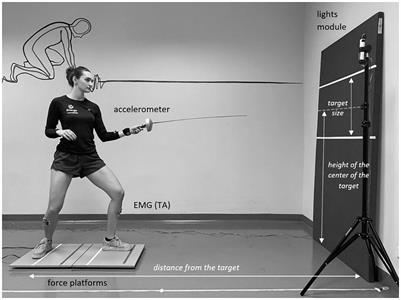 Two Aspects of Feedforward Control During a Fencing Lunge: Early and Anticipatory Postural Adjustments